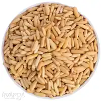 Pine Nuts - Order Best Quality Special Chilgoza Online at Best Price-04